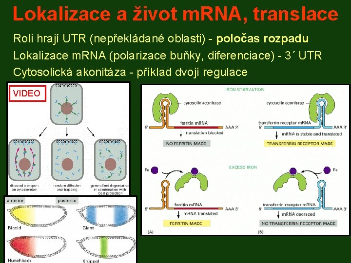 Lokalizace a život m. RNA, translace Roli hrají UTR (nepřekládané oblasti) - poločas rozpadu