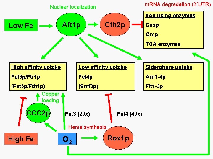m. RNA degradation (3´UTR) Nuclear localization Iron using enzymes Low Fe Aft 1 p