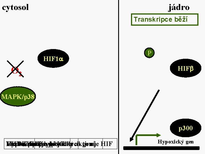 cytosol jádro Transkripce běží HIF 1 O 2 P HIF MAPK/p 38 p 300