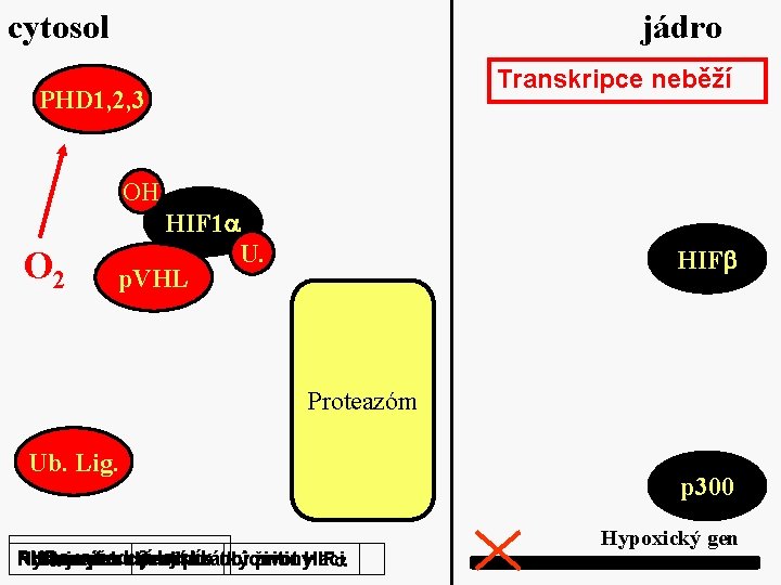 cytosol jádro Transkripce neběží PHD 1, 2, 3 OH O 2 HIF 1 U.