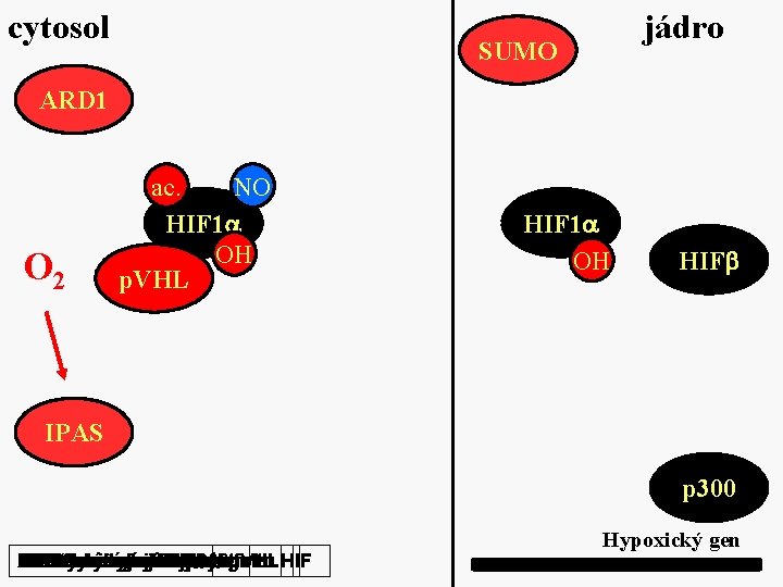 cytosol jádro SUMO ARD 1 O 2 ac. NO HIF 1 OH p. VHL
