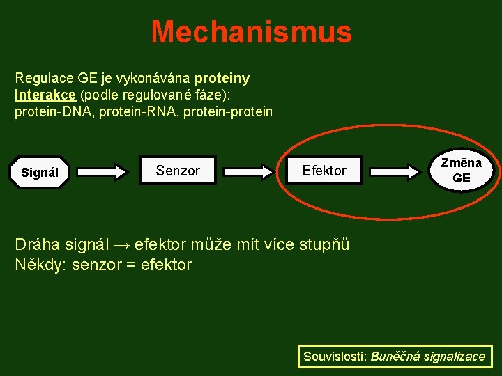 Mechanismus Regulace GE je vykonávána proteiny Interakce (podle regulované fáze): protein-DNA, protein-RNA, protein-protein Signál