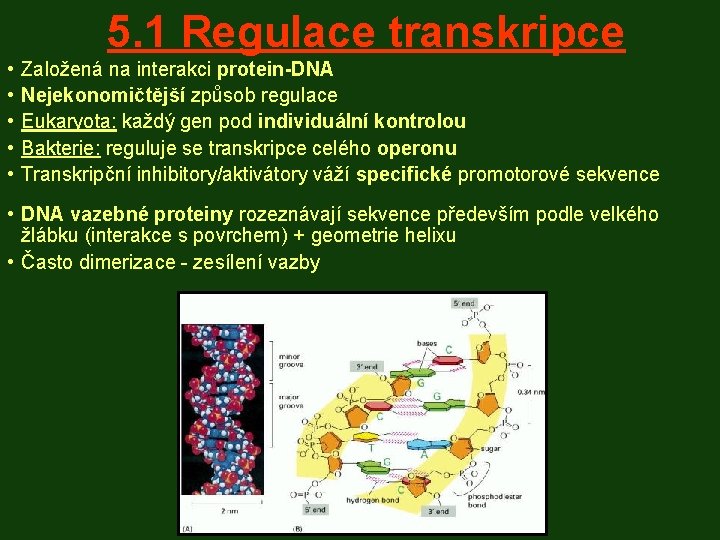 5. 1 Regulace transkripce • • • Založená na interakci protein-DNA Nejekonomičtější způsob regulace