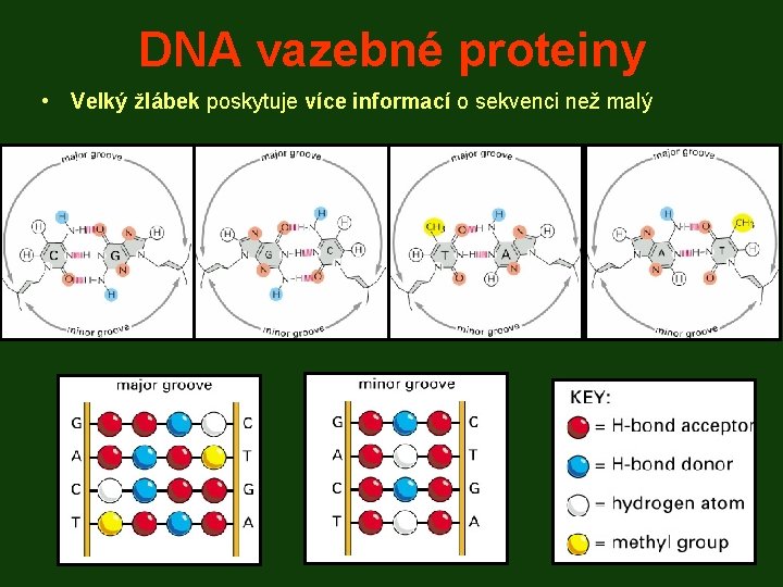 DNA vazebné proteiny • Velký žlábek poskytuje více informací o sekvenci než malý 