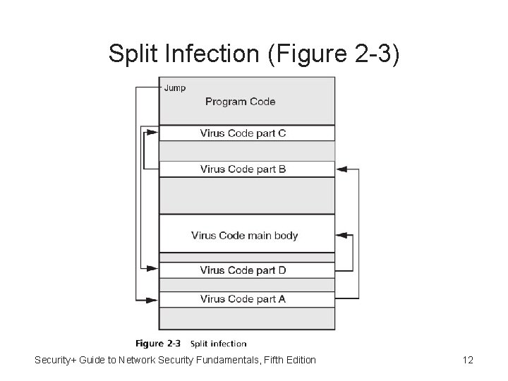 Split Infection (Figure 2 -3) Security+ Guide to Network Security Fundamentals, Fifth Edition 12