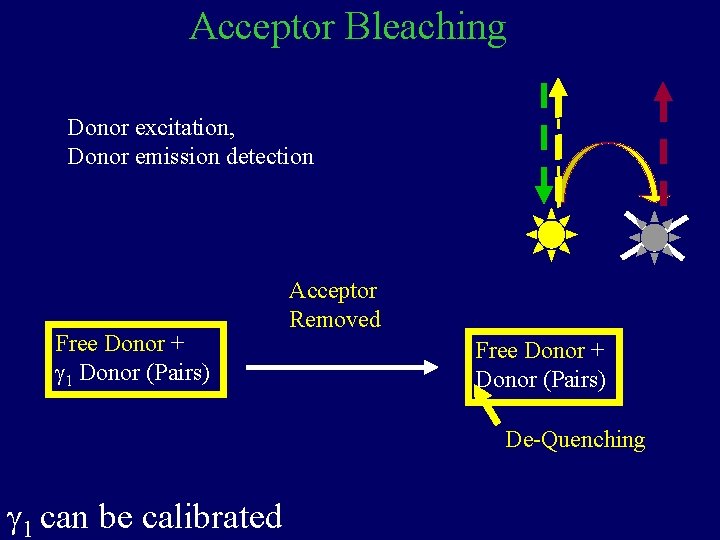 Acceptor Bleaching Donor excitation, Donor emission detection Free Donor + g 1 Donor (Pairs)