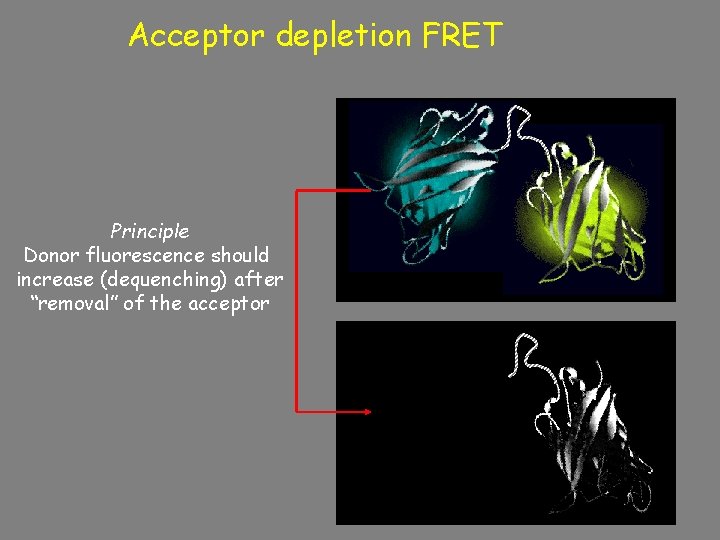 Acceptor depletion FRET Principle of Acceptor-bleaching. FRET microscopy Principle Donor fluorescence should increase (dequenching)