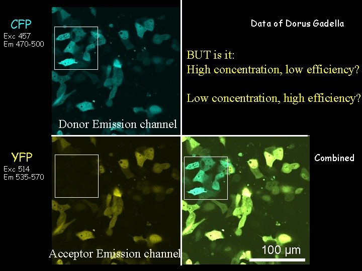 Data of Dorus ‘Sens-YFP’ Gadella CFP Exc 457 Em 470 -500 Exc 457 Em