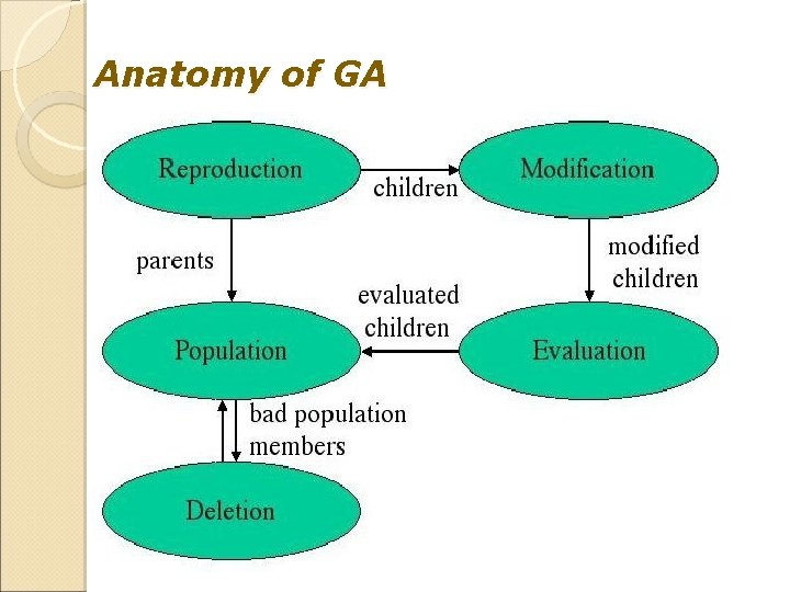 Anatomy of GA 