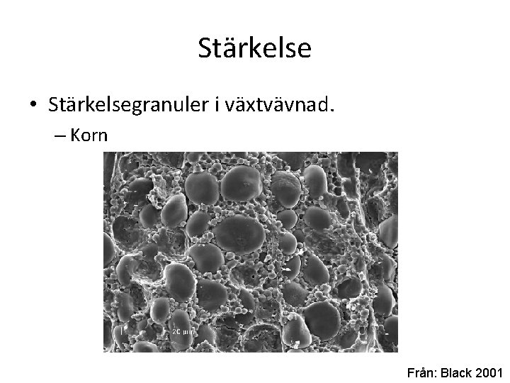 Stärkelse • Stärkelsegranuler i växtvävnad. – Korn Från: Black 2001 