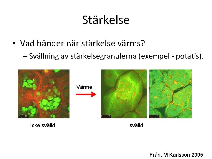 Stärkelse • Vad händer när stärkelse värms? – Svällning av stärkelsegranulerna (exempel - potatis).