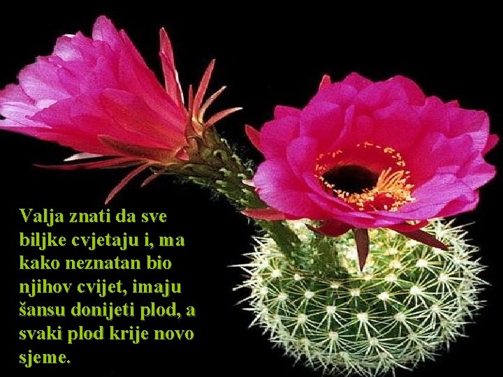 Valja znati da sve biljke cvjetaju i, ma kako neznatan bio njihov cvijet, imaju