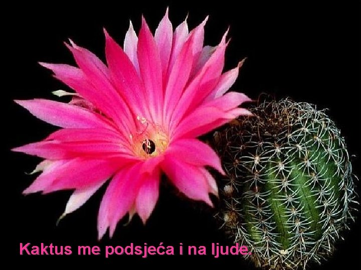 Kaktus me podsjeća i na ljude. 