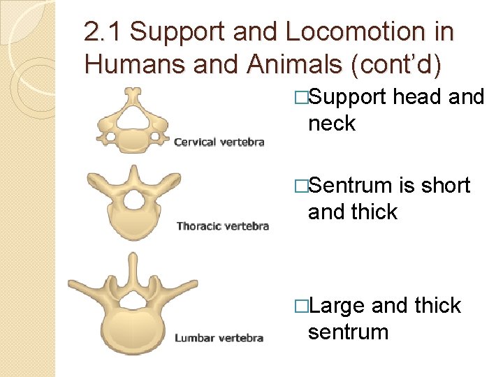2. 1 Support and Locomotion in Humans and Animals (cont’d) �Support head and neck 2. 1 Support and Locomotion in Humans and Animals (cont’d) �Support head and neck