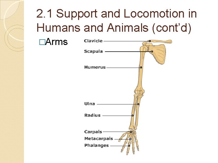 2. 1 Support and Locomotion in Humans and Animals (cont’d) �Arms 2. 1 Support and Locomotion in Humans and Animals (cont’d) �Arms
