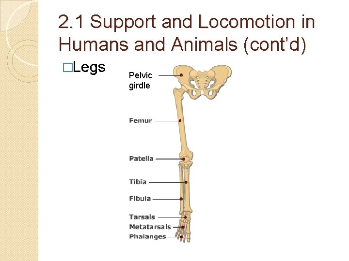 2. 1 Support and Locomotion in Humans and Animals (cont’d) �Legs Pelvic girdle 2. 1 Support and Locomotion in Humans and Animals (cont’d) �Legs Pelvic girdle