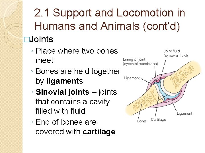 2. 1 Support and Locomotion in Humans and Animals (cont’d) �Joints ◦ Place where 2. 1 Support and Locomotion in Humans and Animals (cont’d) �Joints ◦ Place where