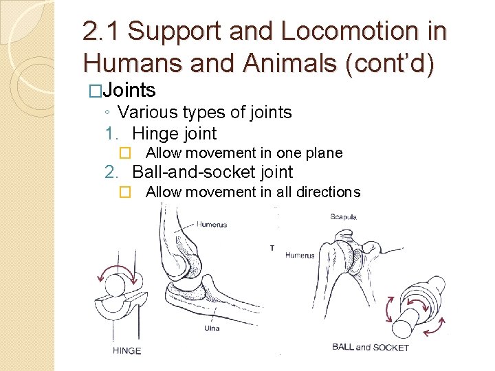 2. 1 Support and Locomotion in Humans and Animals (cont’d) �Joints ◦ Various types 2. 1 Support and Locomotion in Humans and Animals (cont’d) �Joints ◦ Various types