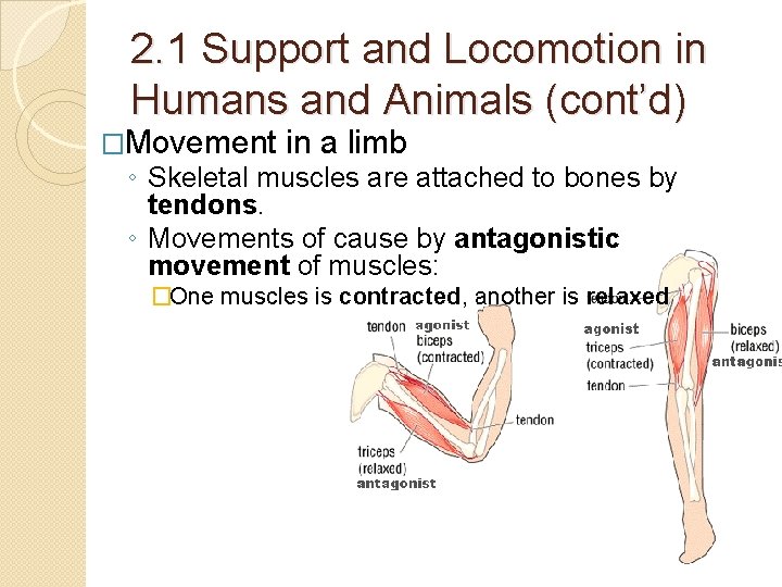 2. 1 Support and Locomotion in Humans and Animals (cont’d) �Movement in a limb 2. 1 Support and Locomotion in Humans and Animals (cont’d) �Movement in a limb