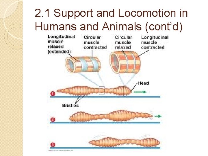 2. 1 Support and Locomotion in Humans and Animals (cont’d) 2. 1 Support and Locomotion in Humans and Animals (cont’d)
