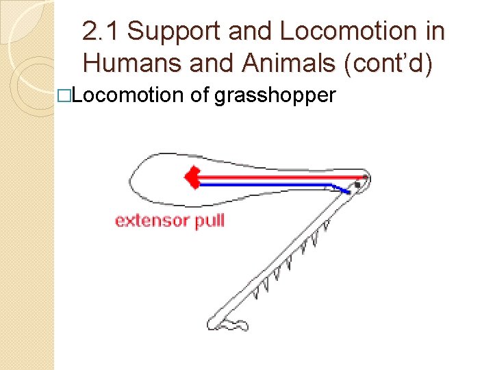 2. 1 Support and Locomotion in Humans and Animals (cont’d) �Locomotion of grasshopper 2. 1 Support and Locomotion in Humans and Animals (cont’d) �Locomotion of grasshopper