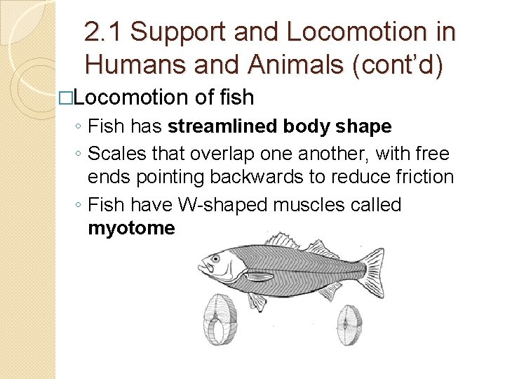 2. 1 Support and Locomotion in Humans and Animals (cont’d) �Locomotion of fish ◦ 2. 1 Support and Locomotion in Humans and Animals (cont’d) �Locomotion of fish ◦