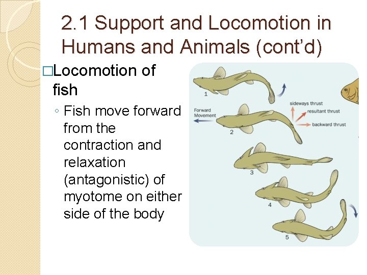 2. 1 Support and Locomotion in Humans and Animals (cont’d) �Locomotion of fish ◦ 2. 1 Support and Locomotion in Humans and Animals (cont’d) �Locomotion of fish ◦