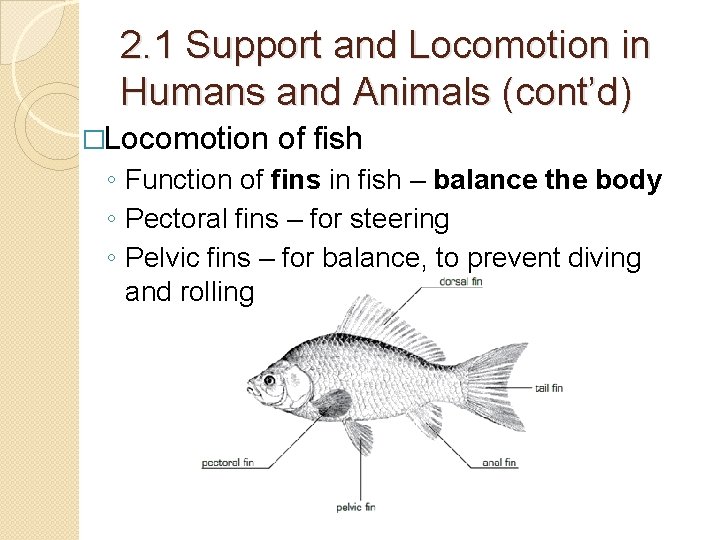 2. 1 Support and Locomotion in Humans and Animals (cont’d) �Locomotion of fish ◦ 2. 1 Support and Locomotion in Humans and Animals (cont’d) �Locomotion of fish ◦