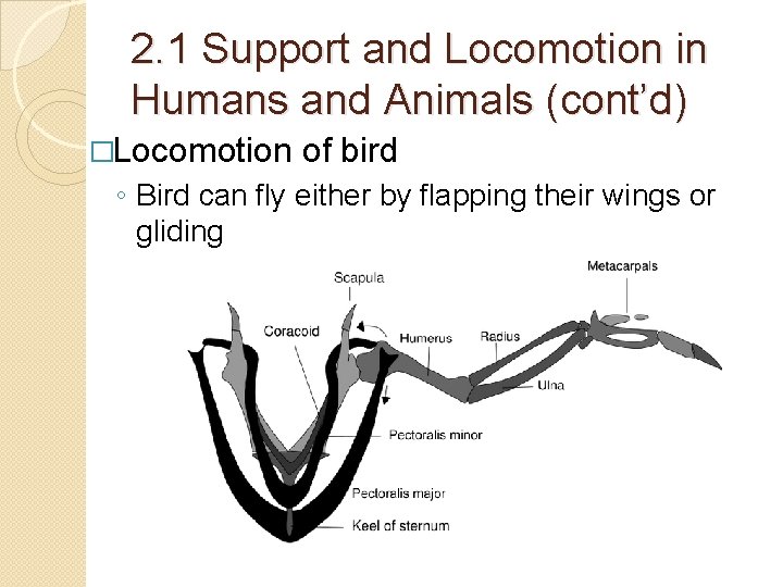 2. 1 Support and Locomotion in Humans and Animals (cont’d) �Locomotion of bird ◦ 2. 1 Support and Locomotion in Humans and Animals (cont’d) �Locomotion of bird ◦