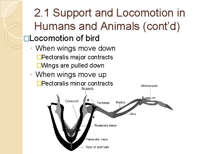 2. 1 Support and Locomotion in Humans and Animals (cont’d) �Locomotion of bird ◦ 2. 1 Support and Locomotion in Humans and Animals (cont’d) �Locomotion of bird ◦