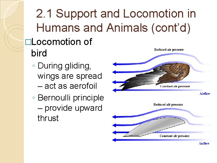2. 1 Support and Locomotion in Humans and Animals (cont’d) �Locomotion of bird ◦ 2. 1 Support and Locomotion in Humans and Animals (cont’d) �Locomotion of bird ◦