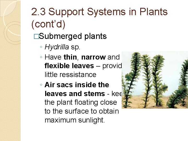 2. 3 Support Systems in Plants (cont’d) �Submerged plants ◦ Hydrilla sp. ◦ Have 2. 3 Support Systems in Plants (cont’d) �Submerged plants ◦ Hydrilla sp. ◦ Have