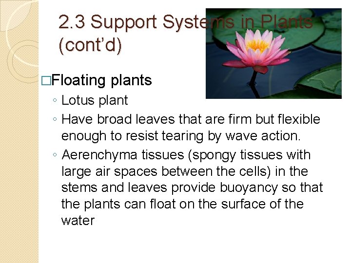 2. 3 Support Systems in Plants (cont’d) �Floating plants ◦ Lotus plant ◦ Have 2. 3 Support Systems in Plants (cont’d) �Floating plants ◦ Lotus plant ◦ Have