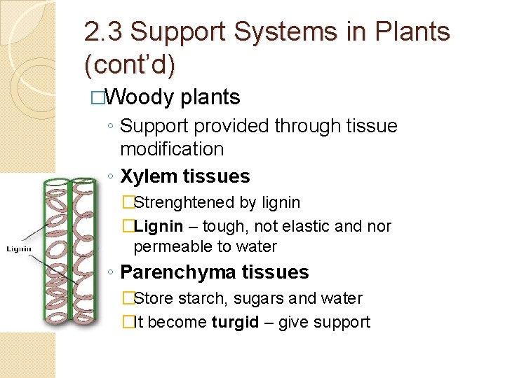 2. 3 Support Systems in Plants (cont’d) �Woody plants ◦ Support provided through tissue 2. 3 Support Systems in Plants (cont’d) �Woody plants ◦ Support provided through tissue