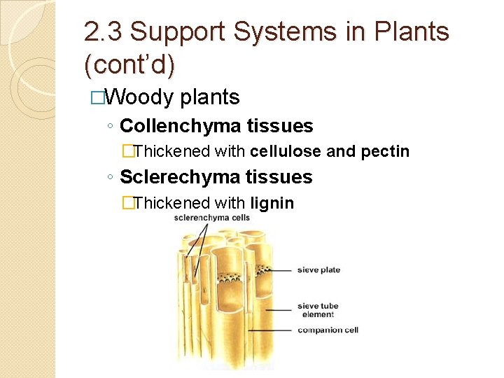 2. 3 Support Systems in Plants (cont’d) �Woody plants ◦ Collenchyma tissues �Thickened with 2. 3 Support Systems in Plants (cont’d) �Woody plants ◦ Collenchyma tissues �Thickened with