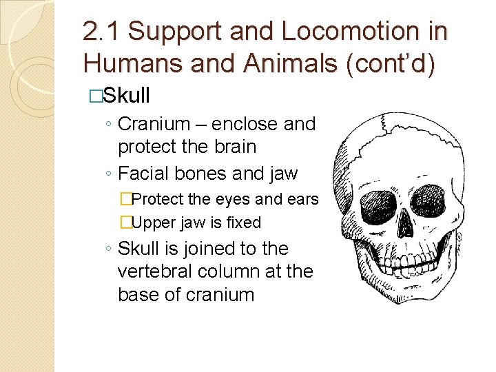 2. 1 Support and Locomotion in Humans and Animals (cont’d) �Skull ◦ Cranium – 2. 1 Support and Locomotion in Humans and Animals (cont’d) �Skull ◦ Cranium –