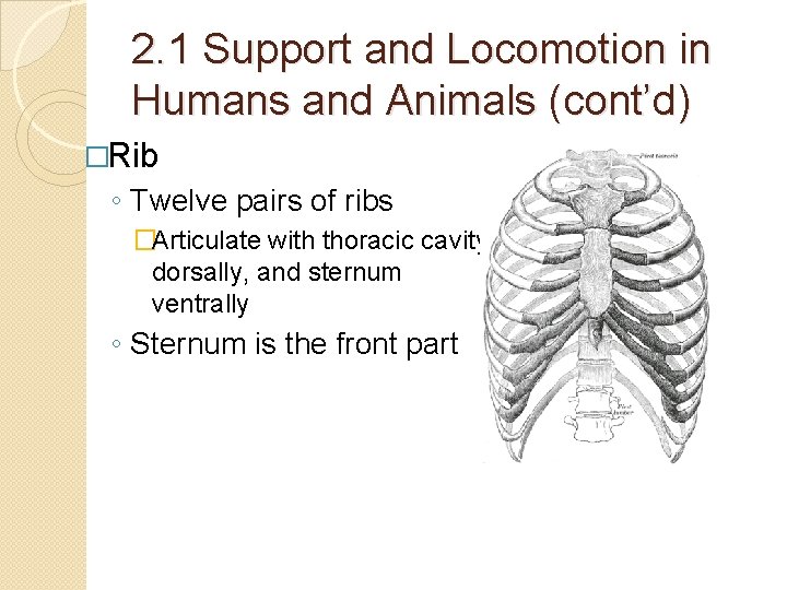 2. 1 Support and Locomotion in Humans and Animals (cont’d) �Rib ◦ Twelve pairs 2. 1 Support and Locomotion in Humans and Animals (cont’d) �Rib ◦ Twelve pairs