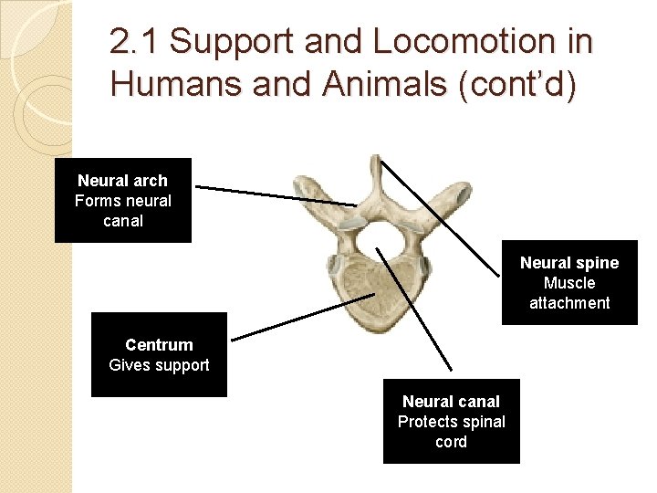 2. 1 Support and Locomotion in Humans and Animals (cont’d) Neural arch Forms neural 2. 1 Support and Locomotion in Humans and Animals (cont’d) Neural arch Forms neural