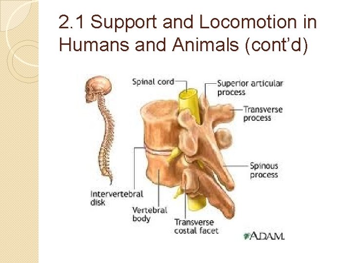 2. 1 Support and Locomotion in Humans and Animals (cont’d) 2. 1 Support and Locomotion in Humans and Animals (cont’d)