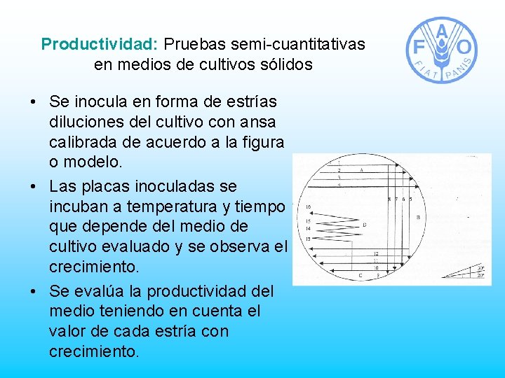 Productividad: Pruebas semi-cuantitativas en medios de cultivos sólidos • Se inocula en forma de