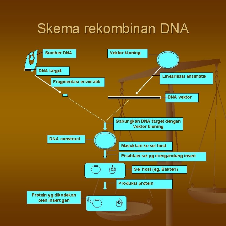 Skema rekombinan DNA Sumber DNA Vektor kloning DNA target Linearisasi enzimatik Fragmentasi enzimatik DNA