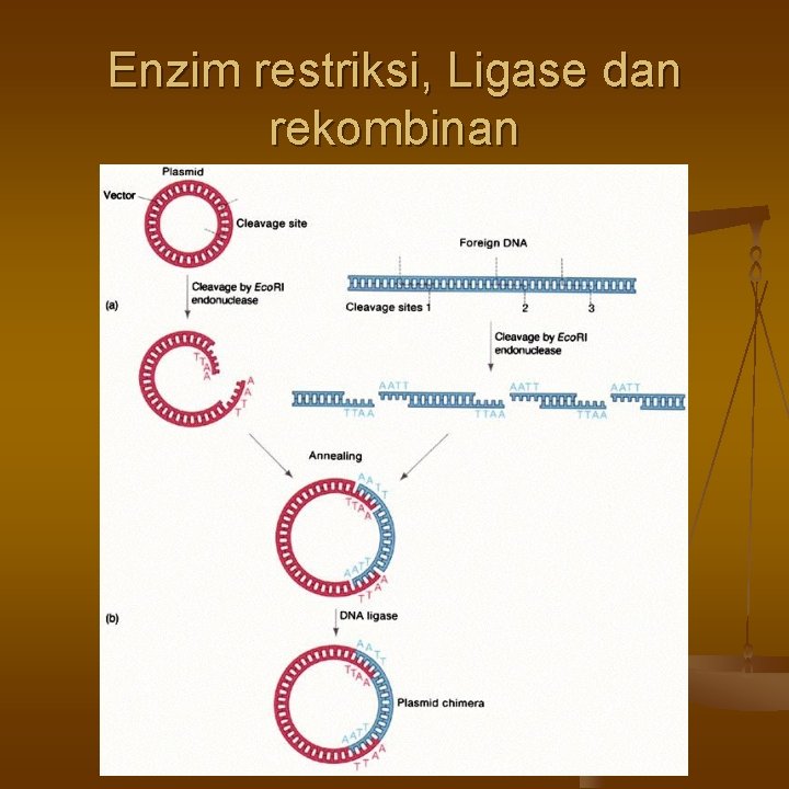 Enzim restriksi, Ligase dan rekombinan 