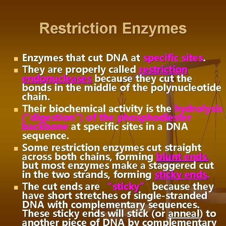 Restriction Enzymes n n n Enzymes that cut DNA at specific sites. They are