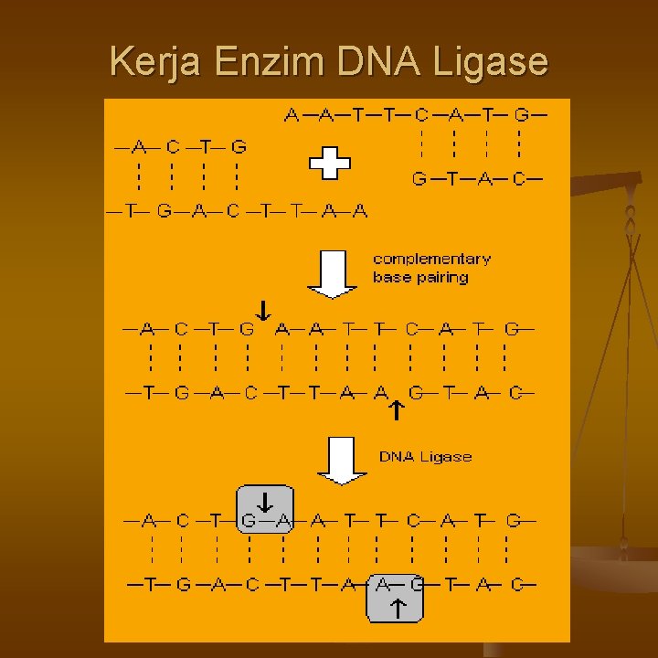 Kerja Enzim DNA Ligase 