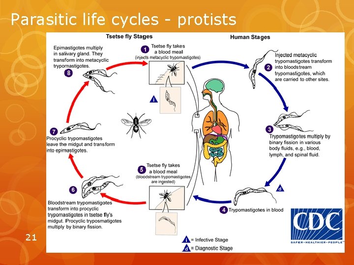 Parasitic life cycles - protists 21 