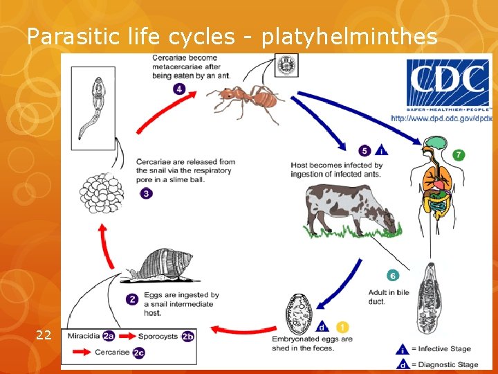 Parasitic life cycles - platyhelminthes 22 