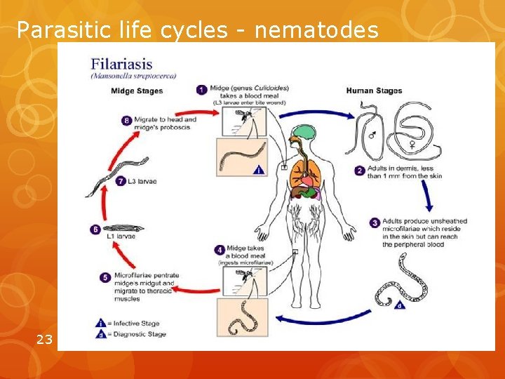 Parasitic life cycles - nematodes 23 