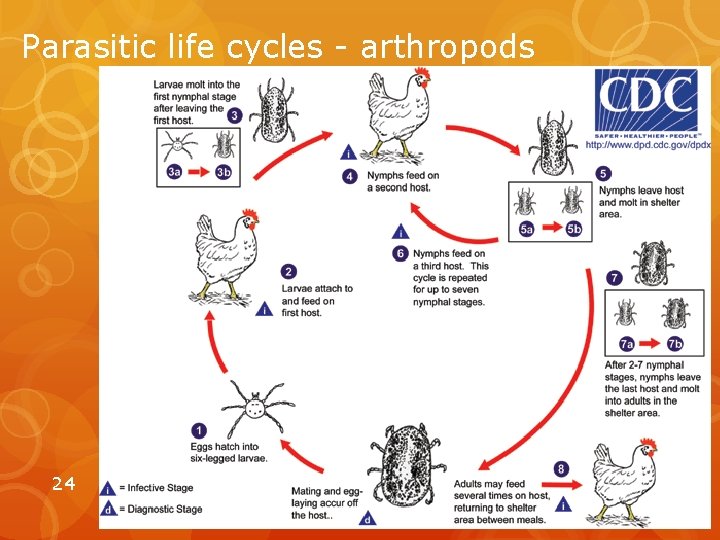 Parasitic life cycles - arthropods 24 