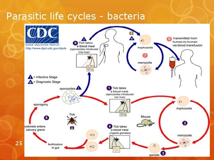 Parasitic life cycles - bacteria 25 