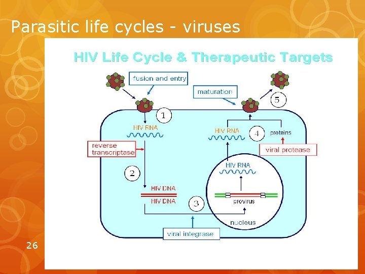 Parasitic life cycles - viruses 26 